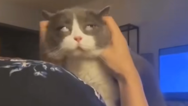 猫:这…太……这太……这也太上头了吧!爽到翻白眼!这是找到上天模式的开关了吗?